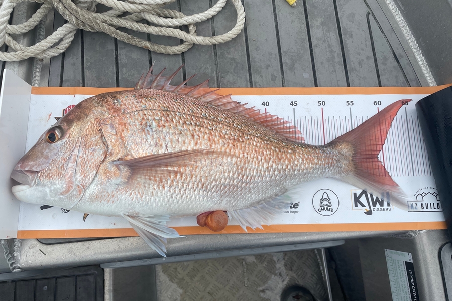 paul jackson caught this 59.0cm Snapper at Whanganui during The Export NZ Fishing Competition