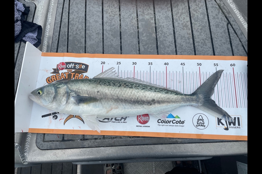 paul jackson caught this 52.5cm Kahawai at Whanganui during The Export NZ Fishing Competition