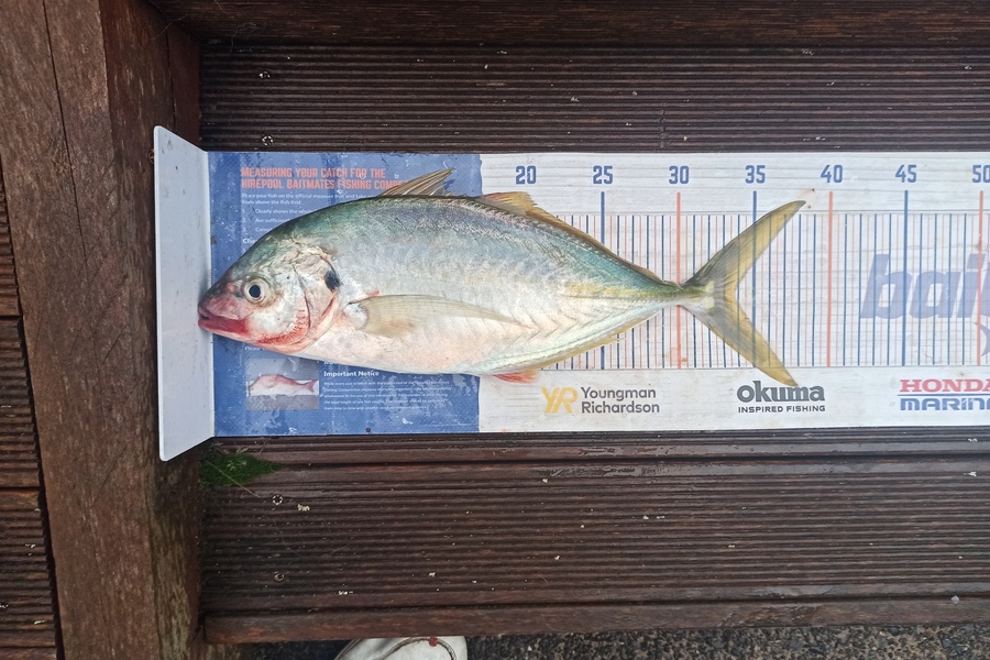 Duncan Pringle caught this 33.5cm Trevally at Wellington West  during The Export NZ Fishing Competition