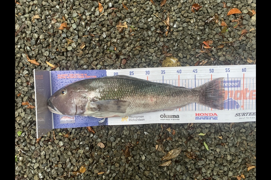 Marcus Freeman caught this 53.5cm Blue Cod at canterbury during The Export NZ Fishing Competition