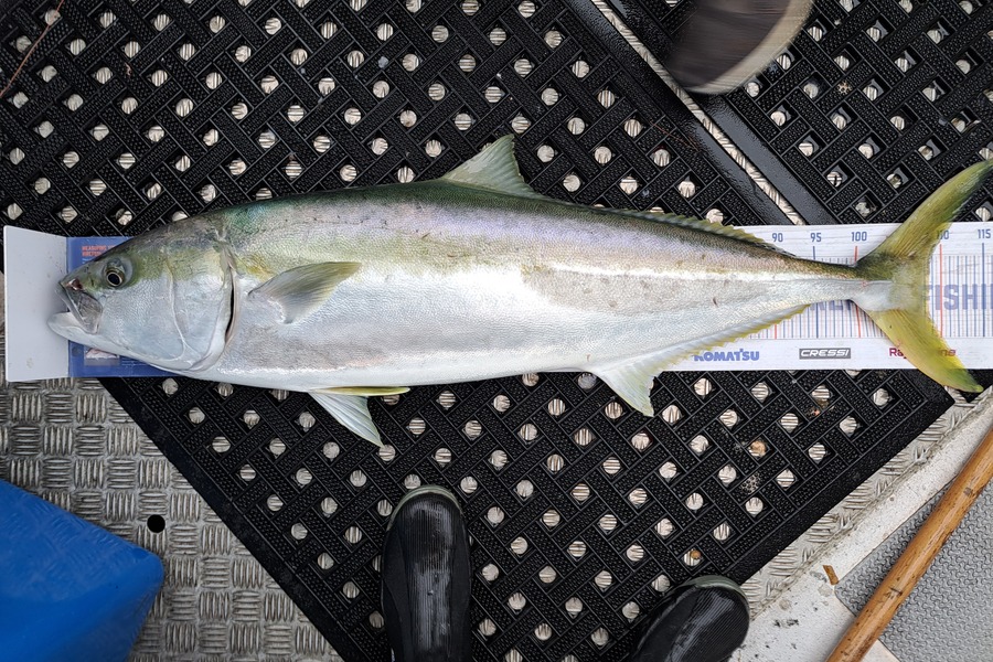 Harry Kovacs caught this 108.5cm Kingfish at Mana during The Export NZ Fishing Competition