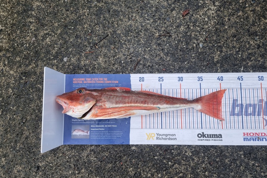 Tina Atkins caught this 39.5cm Gurnard at Kawhia harbour  during The Export NZ Fishing Competition