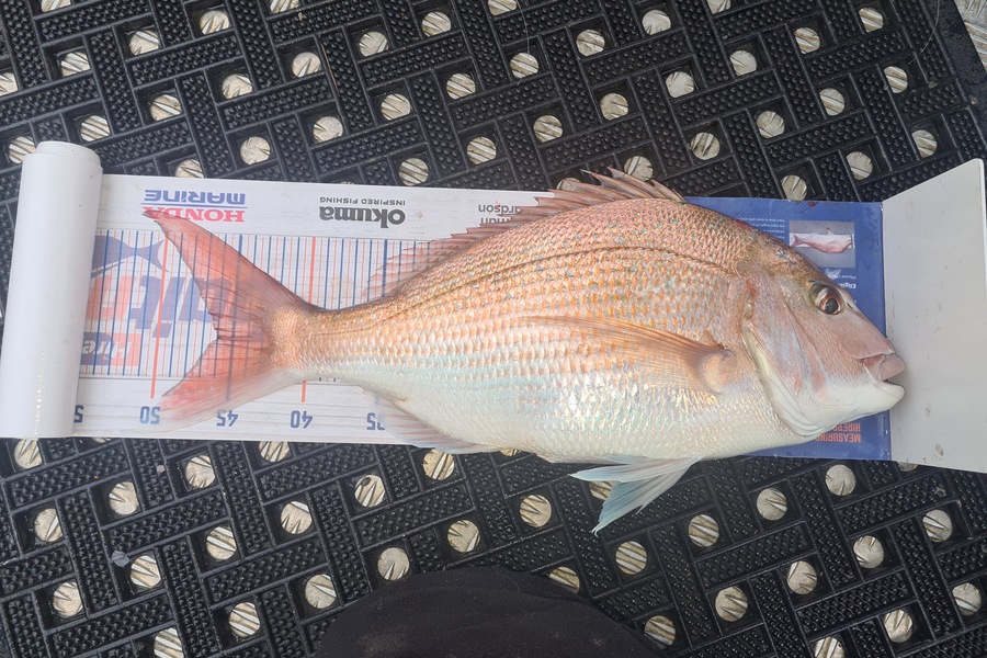 David Kovacs caught this 46.0cm Snapper at Mana during The Export NZ Fishing Competition