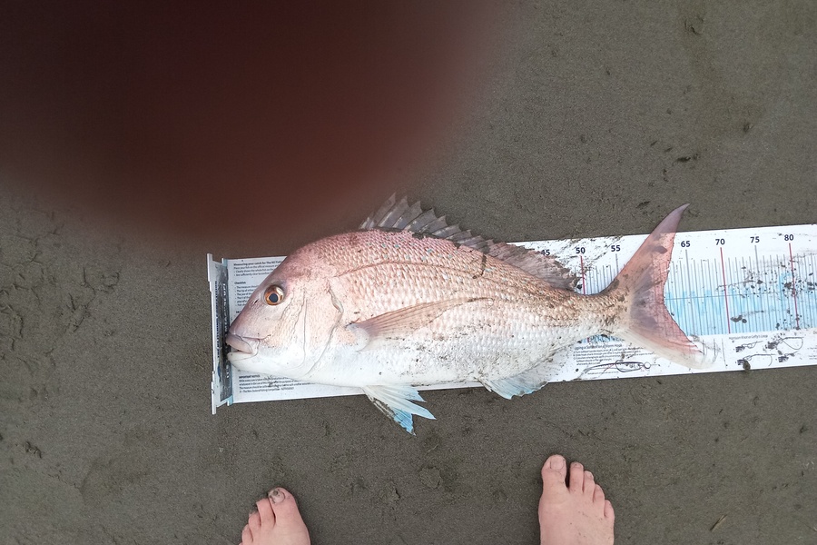 Dave Thomson caught this 61cm Snapper at Wanganui  during The Export NZ Fishing Competition