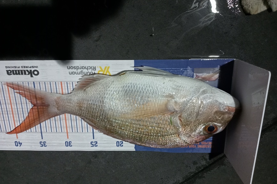 Allan Simons caught this 35.5cm Snapper at Mokau during The Export NZ Fishing Competition