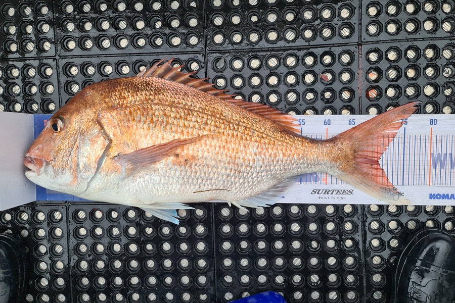 Scott Bassett caught this 70.0cm Snapper at Foxton Beach during The Export NZ Fishing Competition
