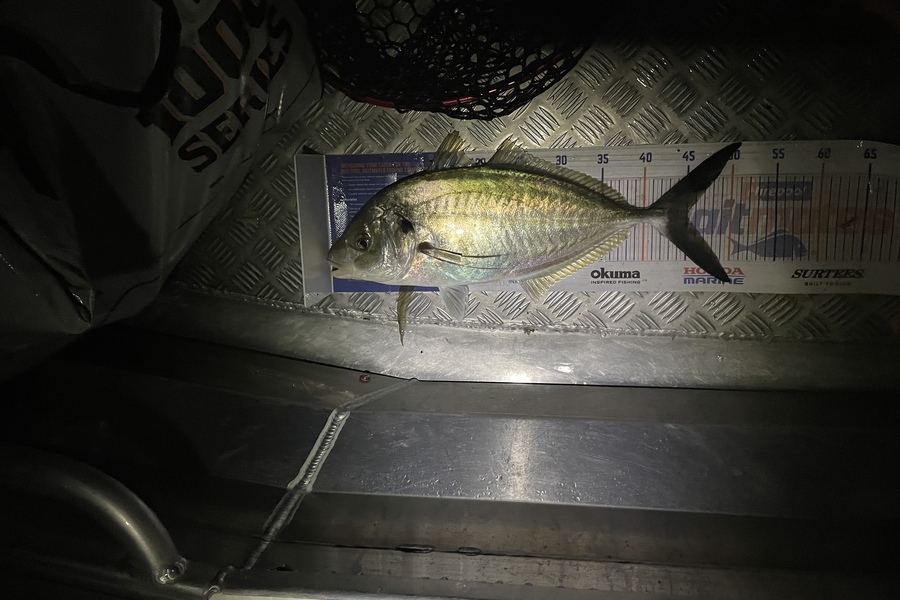 Nathan Blackburn caught this 45.0cm Trevally at Puk bay during The Export NZ Fishing Competition