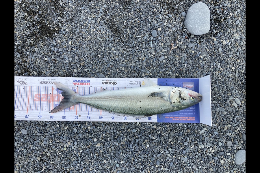 Matthew williams caught this 55cm Kahawai at Lake ferry during The Export NZ Fishing Competition