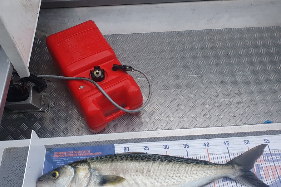 Joshua Mccomb caught this 48.5cm Kahawai at Kaipara harbour  during The Export NZ Fishing Competition