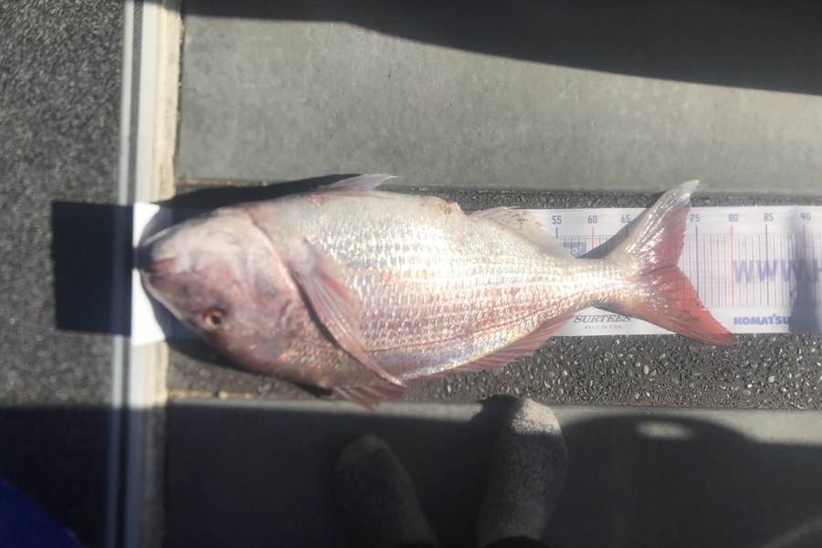 Josh Gibson caught this 72.0cm Snapper at New Plymouth  during The Export NZ Fishing Competition