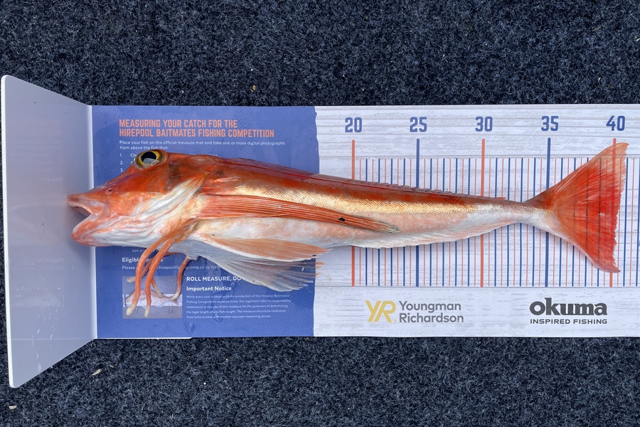 Chris Horn caught this 40.0cm Gurnard at Pelorus Sound during The Export NZ Fishing Competition