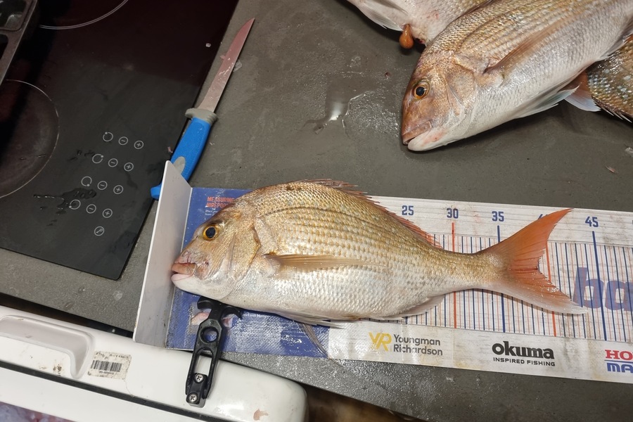 Daryl Edwards caught this 38.5cm Snapper at Wanganui during The Export NZ Fishing Competition