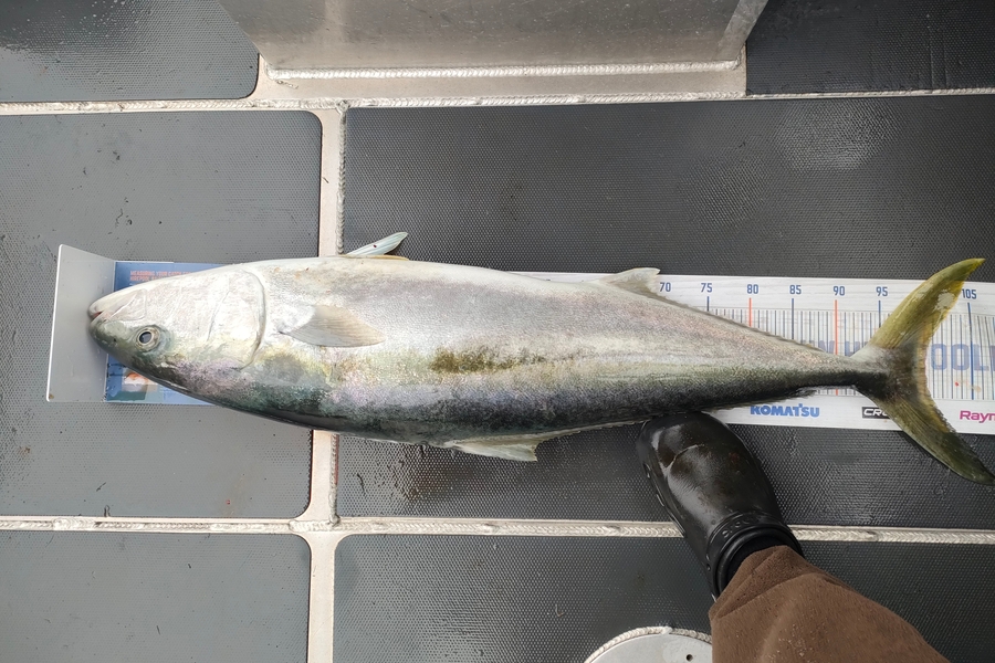 Nathan Lynn Watts caught this 100.0cm Kingfish at Wellington during The Export NZ Fishing Competition