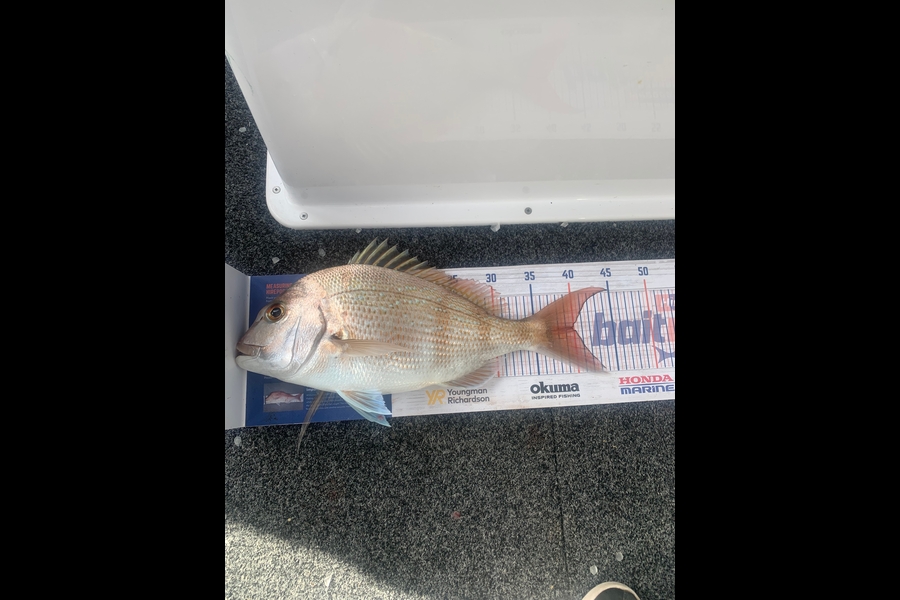Kim Sterling caught this 40.0cm Snapper at Tinopai, Kaipara during The Export NZ Fishing Competition