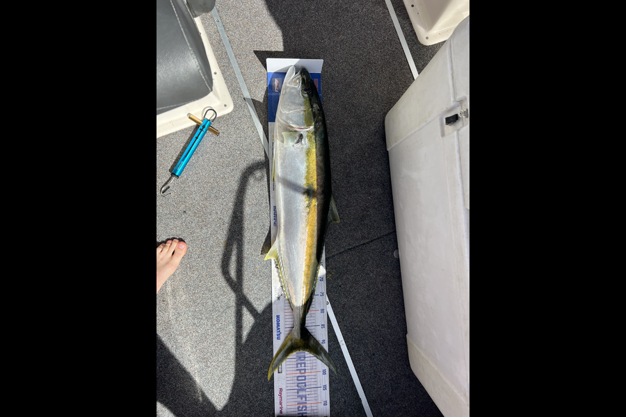 Brad Freeman caught this 93.0cm Kingfish at Barrier during The Export NZ Fishing Competition