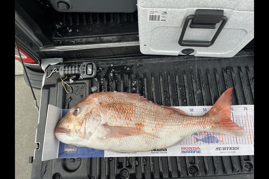 Leon Crane caught this 63.0cm Snapper at Kawau during The Export NZ Fishing Competition