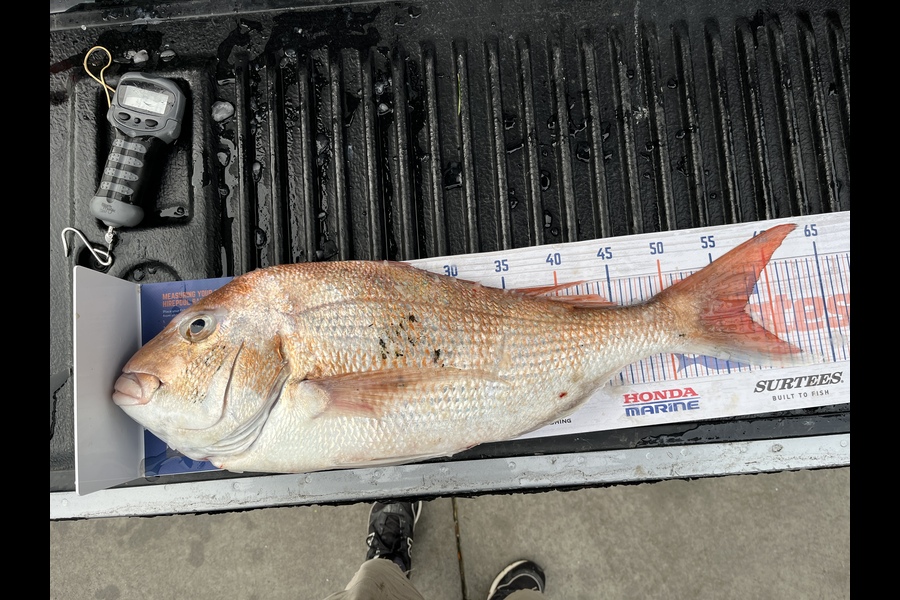 Tom Law caught this 57.0cm Snapper at Kauwau during The Export NZ Fishing Competition