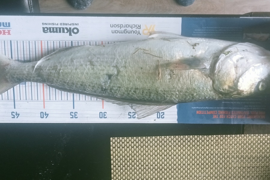 Michael Tynan caught this 49.0cm Kahawai at Taranaki during The Export NZ Fishing Competition