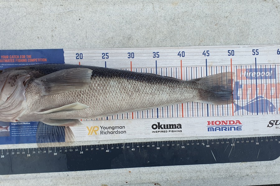 Sam Connor caught this 50.0cm Blue Cod at Dunedin during The Export NZ Fishing Competition