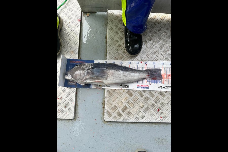 Mike Ashton caught this 58.0cm Blue Cod at Otago coast during The Export NZ Fishing Competition
