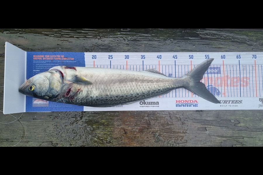 Jason Rennie-Hynes  caught this 52.5cm Kahawai at Scott's ferry Beach  during The Export NZ Fishing Competition