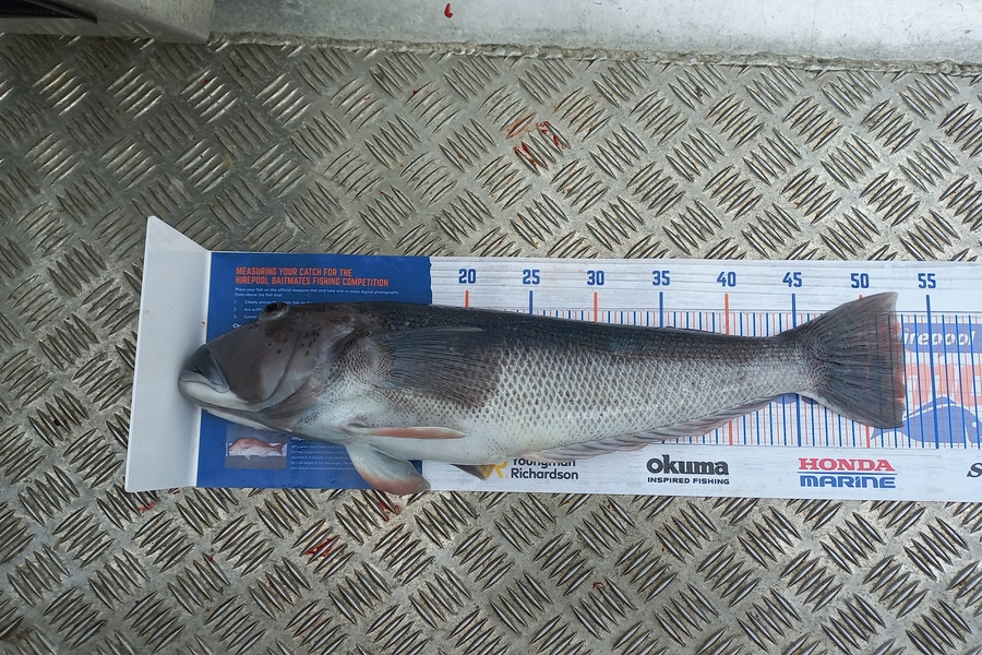 Kelvin Mckay caught this 53.0cm Blue Cod at Otago heads during The Export NZ Fishing Competition