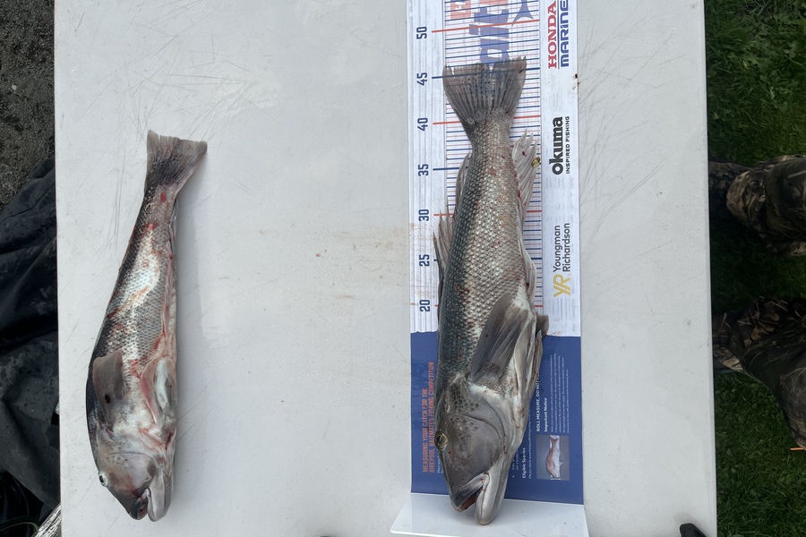 Chris Gurnett caught this 46.0cm Blue Cod at Cape Saunders  during The Export NZ Fishing Competition