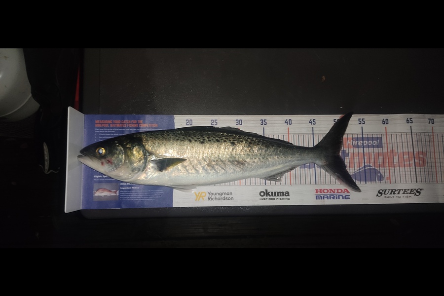 Zhoel Truman caught this 50.0cm Kahawai at Waipu cove during The Export NZ Fishing Competition