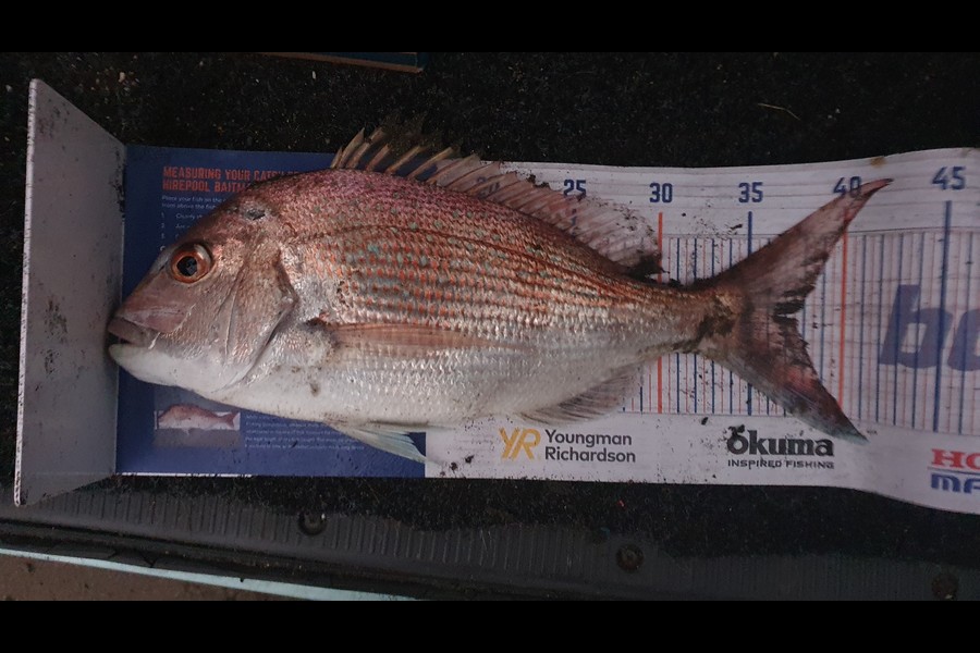 Bill Oliver caught this 37.5cm Snapper at Waiinu Beach Waitotara  during The Export NZ Fishing Competition