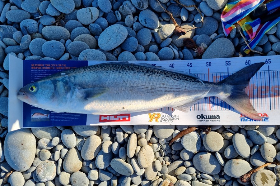 Gerhard Jordaan caught this 58.5cm Kahawai at Waitaki river mouth during The Export NZ Fishing Competition