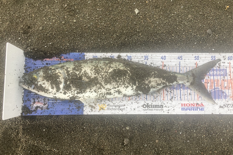 James Butler caught this 51.0cm Kahawai at Whirinaki during The Export NZ Fishing Competition