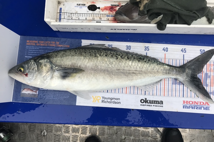 Anthony Murray caught this 48.5cm Kahawai at Castlepoint  during The Export NZ Fishing Competition