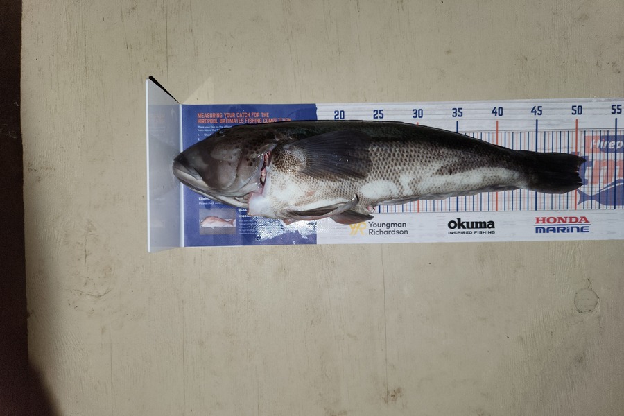 Trav Long caught this 50.5cm Blue Cod at Southland during The Export NZ Fishing Competition