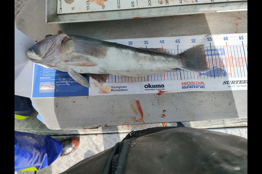 John bruce caught this 53.0cm Blue Cod at Kaikoura  during The Export NZ Fishing Competition