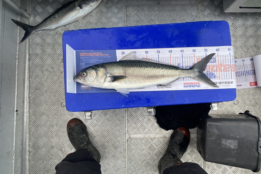 Tony Flowers caught this 53.0cm Kahawai at Wellington  during The Export NZ Fishing Competition