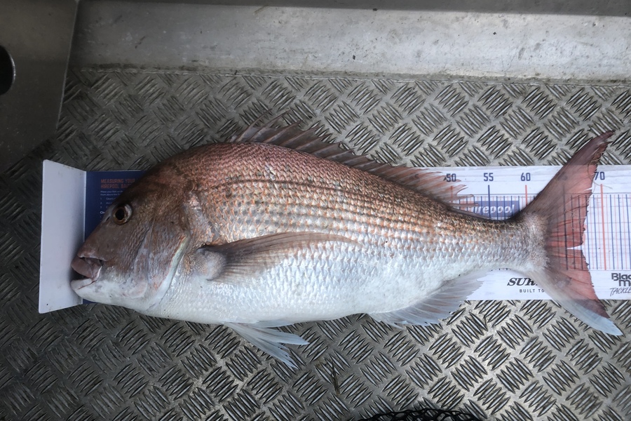 Andy Lash caught this 67.0cm Snapper at Nelson during The Export NZ Fishing Competition