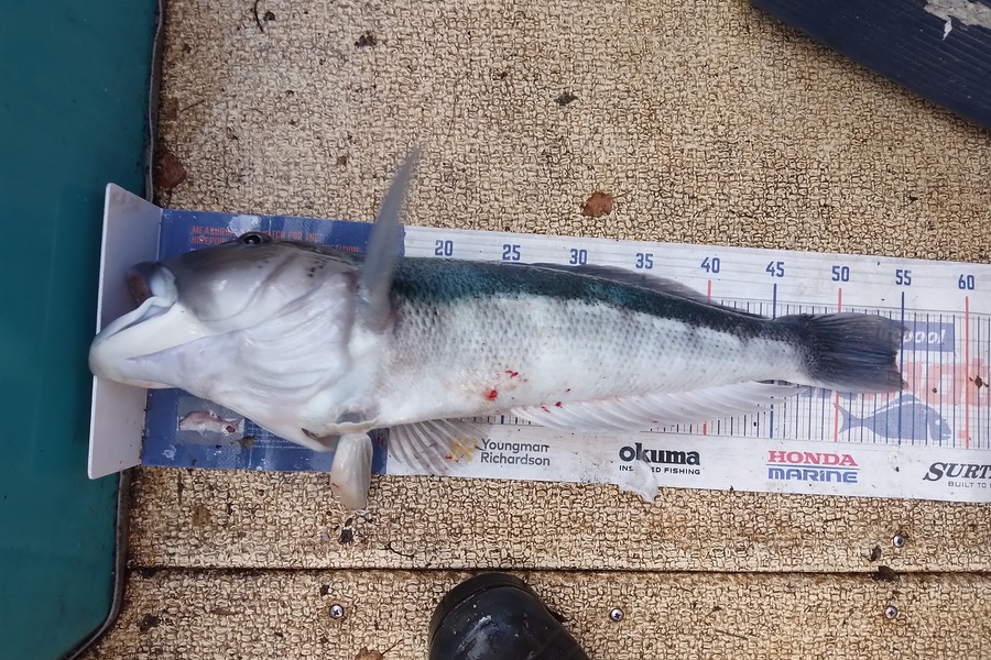 Mike Ashton caught this 54.5cm Blue Cod at Otago coast during The Export NZ Fishing Competition