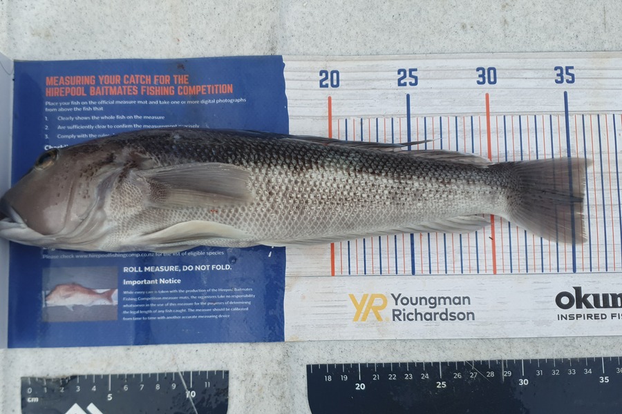 Sam Connor caught this 35.5cm Blue Cod at Dunedin during The Export NZ Fishing Competition