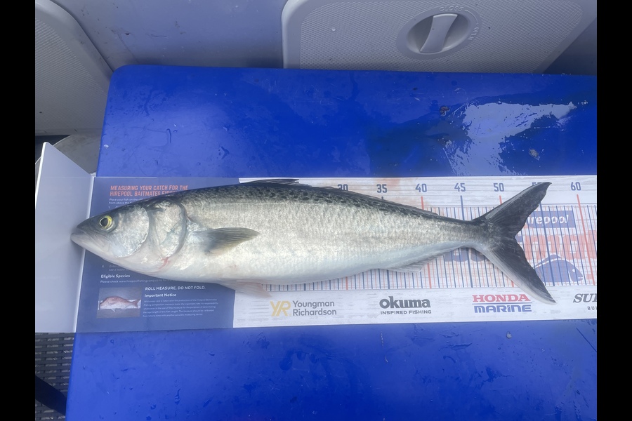 Craig Newland caught this 51.0cm Kahawai at Whangamata during The Export NZ Fishing Competition