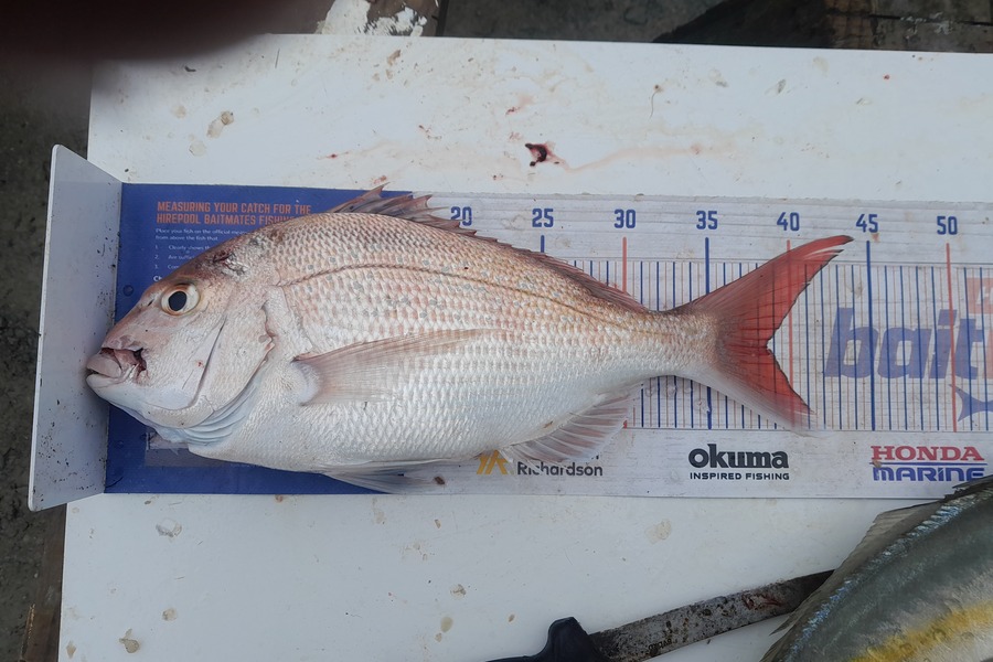 Nigel Sylva caught this 38.5cm Snapper at Mana during The Export NZ Fishing Competition