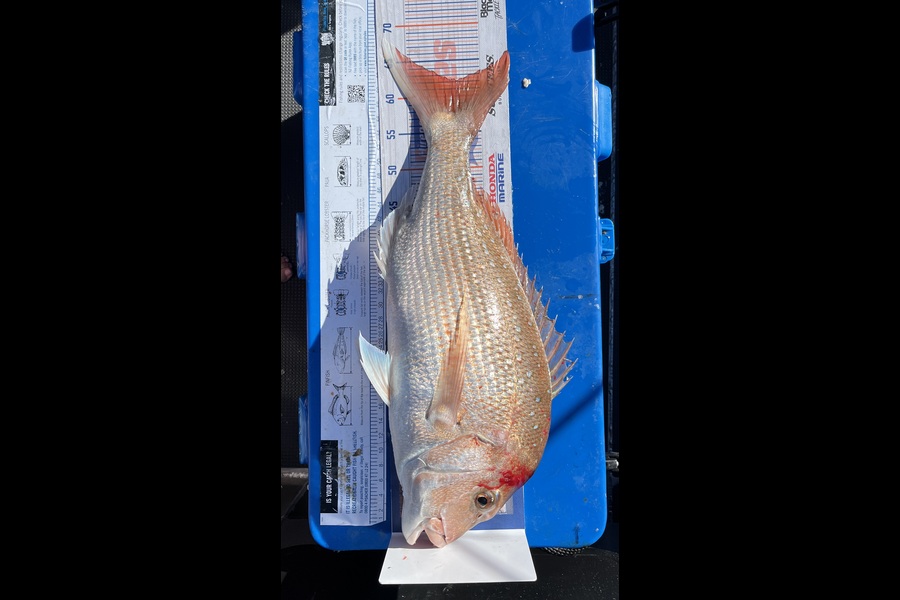 Michelle O'Connor caught this 62.0cm Snapper at Okiwi Bay during The Export NZ Fishing Competition