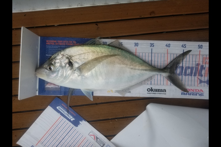 Vincent Alloway caught this 42.0cm Trevally at Bowentown during The Export NZ Fishing Competition