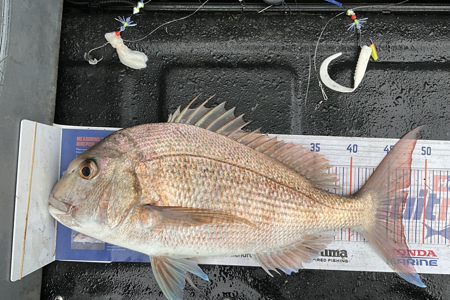 Stephen Heka caught this 47.0cm Snapper at Far North East coast  during The Export NZ Fishing Competition