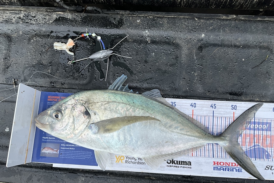 Stephen Heka caught this 51.0cm Trevally at Far North east coast  during The Export NZ Fishing Competition