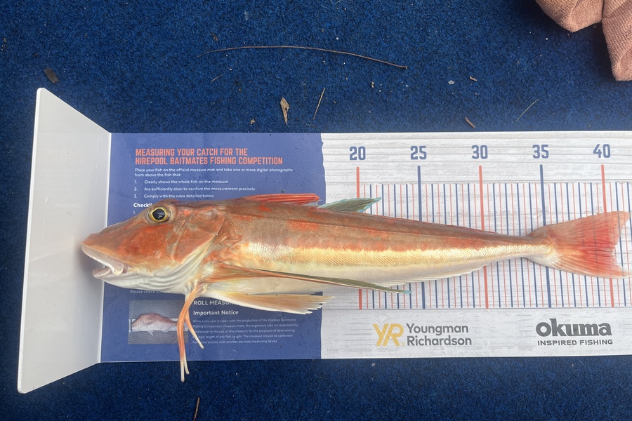Reece Harvey caught this 40.0cm Gurnard at Golden bay  during The Export NZ Fishing Competition