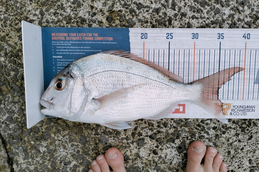 Bailey Cornelder caught this 34.5cm Snapper at Tga during The Export NZ Fishing Competition