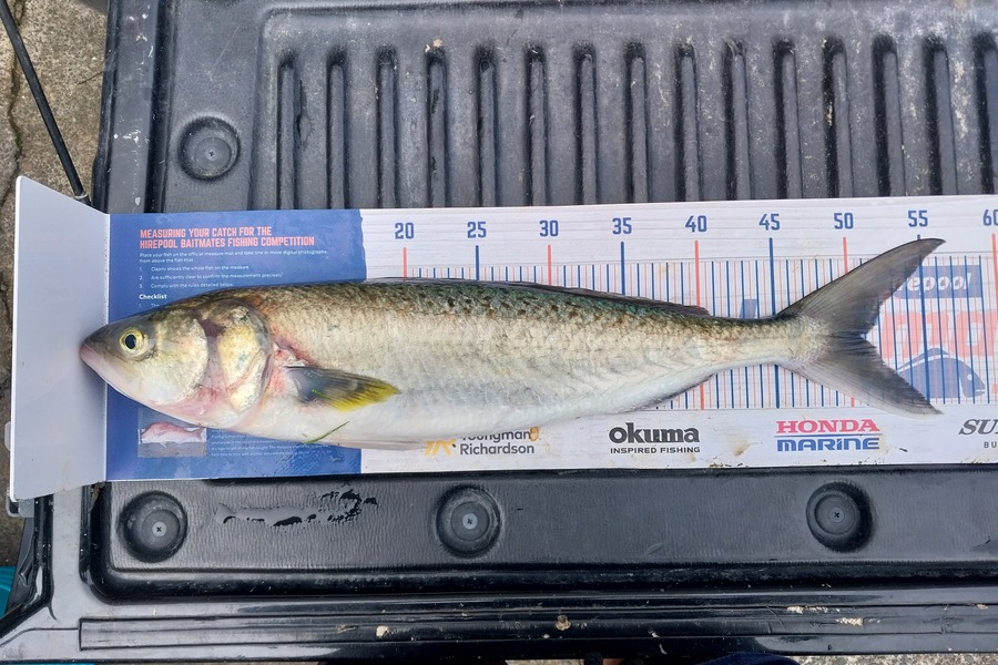 Masey Lee burton caught this 50.0cm Kahawai at Kaipara during The Export NZ Fishing Competition