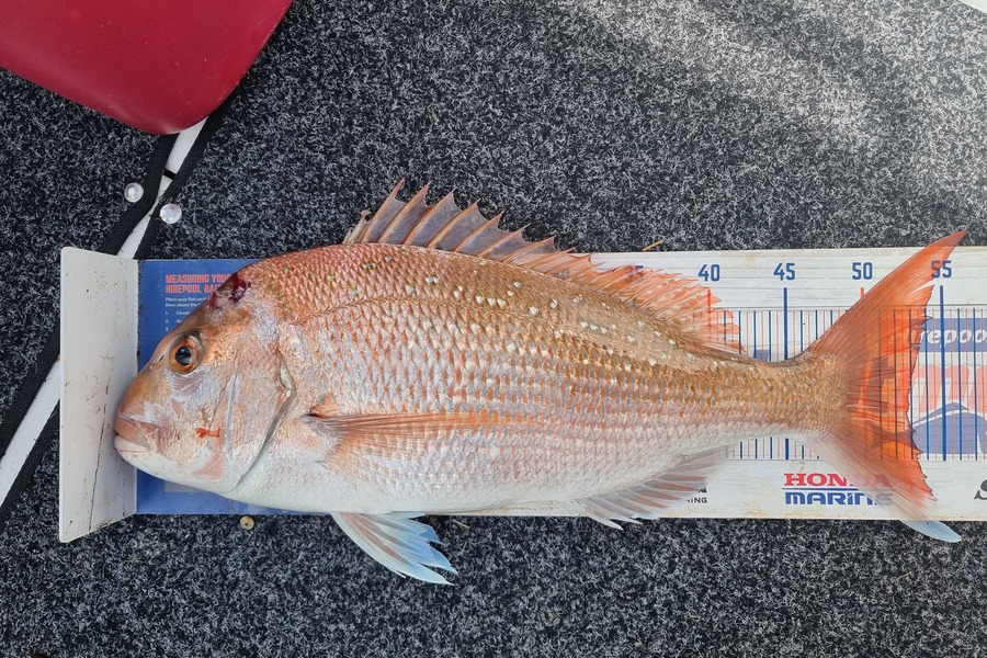 Dean Chadwick caught this 52.5cm Snapper at Tauranga Harbour  during The Export NZ Fishing Competition
