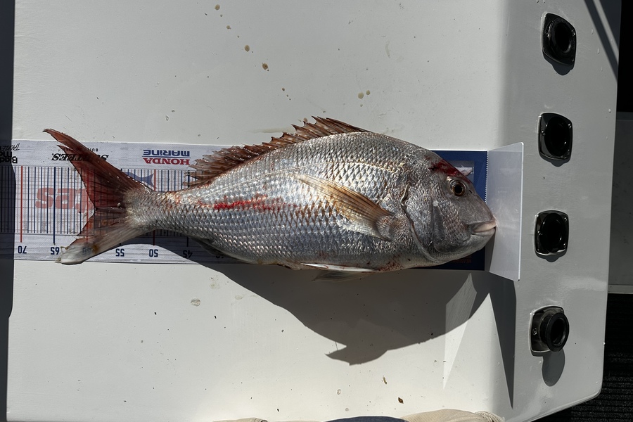 Sean Riley caught this 58.5cm Snapper at Tasman Bay during The Export NZ Fishing Competition