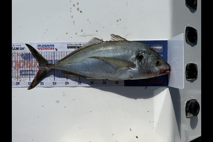 Sean Riley caught this 50.5cm Trevally at Tasman bay during The Export NZ Fishing Competition